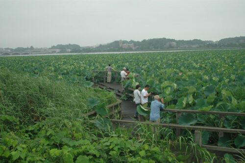 手賀沼蓮の群生地